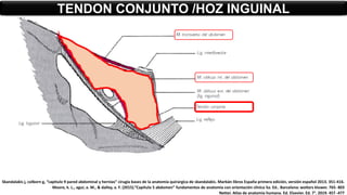 TENDON CONJUNTO /HOZ INGUINAL
Skandalakis j, colborn g, “capitulo 9 pared abdominal y hernias” cirugía bases de la anatomía quirúrgica de skandalakis. Marbán libros España primera edición, versión español 2013. 351-416.
Moore, k. L., agur, a. M., & dalley, a. F. (2015).”Capítulo 5 abdomen” fundamentos de anatomía con orientación clínica 5a. Ed.. Barcelona: wolters kluwer. 765- 803
Netter. Atlas de anatomía humana. Ed. Elsevier. Ed. 7°. 2019. 457 -477
 