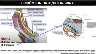 FIBRAS
M. Oblico interno/menor
M. transverso
TENDÓN CONJUNTO/HOZ INGUINAL
Skandalakis j, colborn g, “capitulo 9 pared abdominal y hernias” cirugía bases de la anatomía quirúrgica de skandalakis. Marbán libros España primera edición, versión español 2013. 351-416.
Moore, k. L., agur, a. M., & dalley, a. F. (2015).”Capítulo 5 abdomen” fundamentos de anatomía con orientación clínica 5a. Ed.. Barcelona: wolters kluwer. 765- 803
Netter. Atlas de anatomía humana. Ed. Elsevier. Ed. 7°. 2019. 457 -477
 