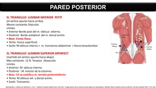 PARED POSTERIOR
EL TRIANGULO LUMBAR INFERIOR PETIT
(el vertice apunta hacia arriba).
Menos constante /Vascular.
Limites
• Anterior Borde post del m. oblicuo externo.
• Posterior Borde antlateral del m. dorsal ancho.
• Base: Cresta iliaca.
• Techo: Fascia superficial.
• Suelo: M oblicuo interno + m. transverso abdominal + fascia toracolumbar
EL TRIANGULO LUMBAR SUPERIOR GRYNFELT
Invertido (el vertice apunta hacia abajo)
Mas constante. 12 N. Toraxico /Avascular.
Limites
• Anterior: M. oblicuo interno.
• Posterior : M. erector de la columna.
• Base: 12 va costilla y m. serrato posteroinferior.
• Techo: M.oblicuo ext y dorsal ancho.
• Suelo: Transverso
Skandalakis j, colborn g, weidman t, et al. “capitulo 9 pared abdominal y hernias” cirugía bases de la anatomía quirúrgica de skandalakis. Marbán libros España primera edición, versión español 2013. 351-416.
 