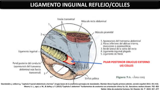 LIGAMENTO INGUINAL REFLEJO/COLLES
PILAR POSTERIOR OBLICUO EXTERNO
LIG COLLES
Skandalakis j, colborn g, “capitulo 9 pared abdominal y hernias” cirugía bases de la anatomía quirúrgica de skandalakis. Marbán libros España primera edición, versión español 2013. 351-416.
Moore, k. L., agur, a. M., & dalley, a. F. (2015).”Capítulo 5 abdomen” fundamentos de anatomía con orientación clínica 5a. Ed.. Barcelona: wolters kluwer. 765- 803
Netter. Atlas de anatomía humana. Ed. Elsevier. Ed. 7°. 2019. 457 -477
 