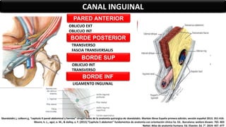 CANAL INGUINAL
PARED ANTERIOR
BORDE SUP
BORDE INF
BORDE POSTERIOR
OBLICUO EXT
OBLICUO INT
TRANSVERSO
FASCIA TRANSVERSALIS
OBLICUO INT
TRANSVERSO
LIGAMENTO INGUINAL
Skandalakis j, colborn g, “capitulo 9 pared abdominal y hernias” cirugía bases de la anatomía quirúrgica de skandalakis. Marbán libros España primera edición, versión español 2013. 351-416.
Moore, k. L., agur, a. M., & dalley, a. F. (2015).”Capítulo 5 abdomen” fundamentos de anatomía con orientación clínica 5a. Ed.. Barcelona: wolters kluwer. 765- 803
Netter. Atlas de anatomía humana. Ed. Elsevier. Ed. 7°. 2019. 457 -477
 