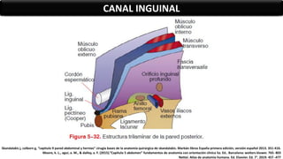 CANAL INGUINAL
Skandalakis j, colborn g, “capitulo 9 pared abdominal y hernias” cirugía bases de la anatomía quirúrgica de skandalakis. Marbán libros España primera edición, versión español 2013. 351-416.
Moore, k. L., agur, a. M., & dalley, a. F. (2015).”Capítulo 5 abdomen” fundamentos de anatomía con orientación clínica 5a. Ed.. Barcelona: wolters kluwer. 765- 803
Netter. Atlas de anatomía humana. Ed. Elsevier. Ed. 7°. 2019. 457 -477
 