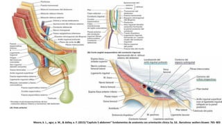 Moore, k. L., agur, a. M., & dalley, a. F. (2015).”Capítulo 5 abdomen” fundamentos de anatomía con orientación clínica 5a. Ed.. Barcelona: wolters kluwer. 765- 803
 