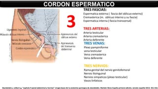 CORDON ESPERMATICO
TRES VENAS:
Plexo pampiniforme
vena testicular
Vena cremasterica
Vena deferente
TRES NERVIOS:
Rama genital del nervio genitofemoral
Nervio ilioinguinal
Nervios simpaticos (plexo testicular)
Vasos linfaticos
3
TRES FASCIAS:
Espermatica externa ( fascia del oblicuo externo)
Cremasterica (m. oblicuo interno y su fascia)
Espermatica interna ( fascia transversal)
TRES ARTERIAS:
Arteria testicular
Arteria cremasterica
Arteria deferente
Skandalakis j, colborn g, “capitulo 9 pared abdominal y hernias” cirugía bases de la anatomía quirúrgica de skandalakis. Marbán libros España primera edición, versión español 2013. 351-416.
 