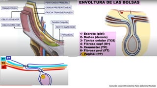 Leonardo coscarrelli Anatomia Pared abdominal Youtube
 