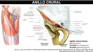 ANILLO CRURAL
LAGUNA MEDIAL
(MUSCULAR) LAGUNA LATERAL
(VASCULAR)
/CLOQUET
LIMITES ANILLO CRURAL
SUP lig inguinal
EXTERNO arco iliopectineo
INTERNO ligamento lagunar
Moore, k. L., agur, a. M., & dalley, a. F. (2015).”Capítulo 5 abdomen” fundamentos de anatomía con orientación clínica 5a. Ed.. Barcelona: wolters kluwer. 765- 803
Netter. Atlas de anatomía humana. Ed. Elsevier. Ed. 7°. 2019. 457 -477
 