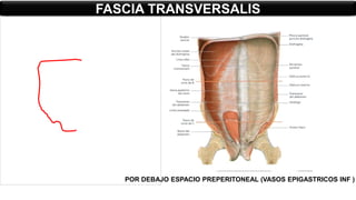 FASCIA TRANSVERSALIS
POR DEBAJO ESPACIO PREPERITONEAL (VASOS EPIGASTRICOS INF )
 