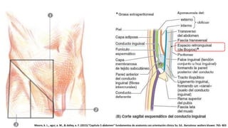 Moore, k. L., agur, a. M., & dalley, a. F. (2015).”Capítulo 5 abdomen” fundamentos de anatomía con orientación clínica 5a. Ed.. Barcelona: wolters kluwer. 765- 803
 