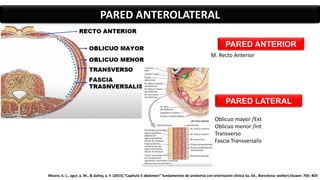 PARED ANTEROLATERAL
PARED ANTERIOR
M. Recto Anterior
PARED LATERAL
Oblicuo mayor /Ext
Oblicuo menor /Int
Transverso
Fascia Transversalis
Moore, k. L., agur, a. M., & dalley, a. F. (2015).”Capítulo 5 abdomen” fundamentos de anatomía con orientación clínica 5a. Ed.. Barcelona: wolters kluwer. 765- 803
 