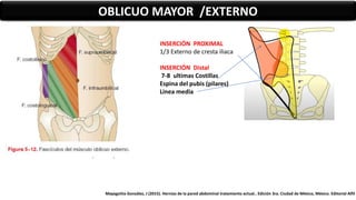 OBLICUO MAYOR /EXTERNO
INSERCIÓN PROXIMAL
1/3 Externo de cresta iliaca
INSERCIÓN Distal
7-8 ultimas Costillas
Espina del pubis (pilares)
Linea media
Mayagoitia González, J (2015). Hernias de la pared abdominal tratamiento actual.. Edición 3ra. Ciudad de México, México. Editorial Alfil
 