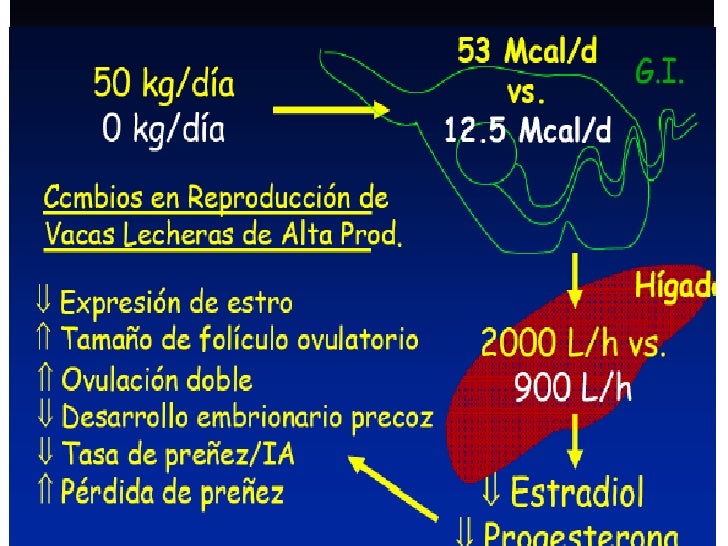 Pastillas para bajar de peso naturales sin rebote caballo: Depura los Pastillas para bajar de peso naturales sin rebote pruebas que pueden