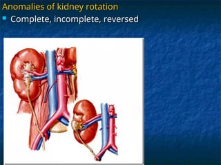 pediatric urology and anomaly vs eldery.ppt