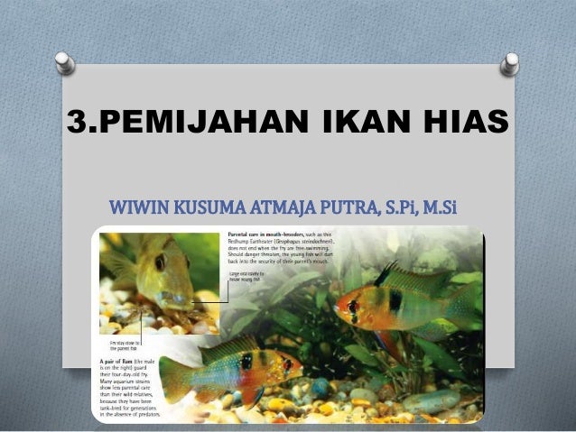3 Pemijahan 4 Pakan Dan Manajemen Kualitas Air Ikan Hias