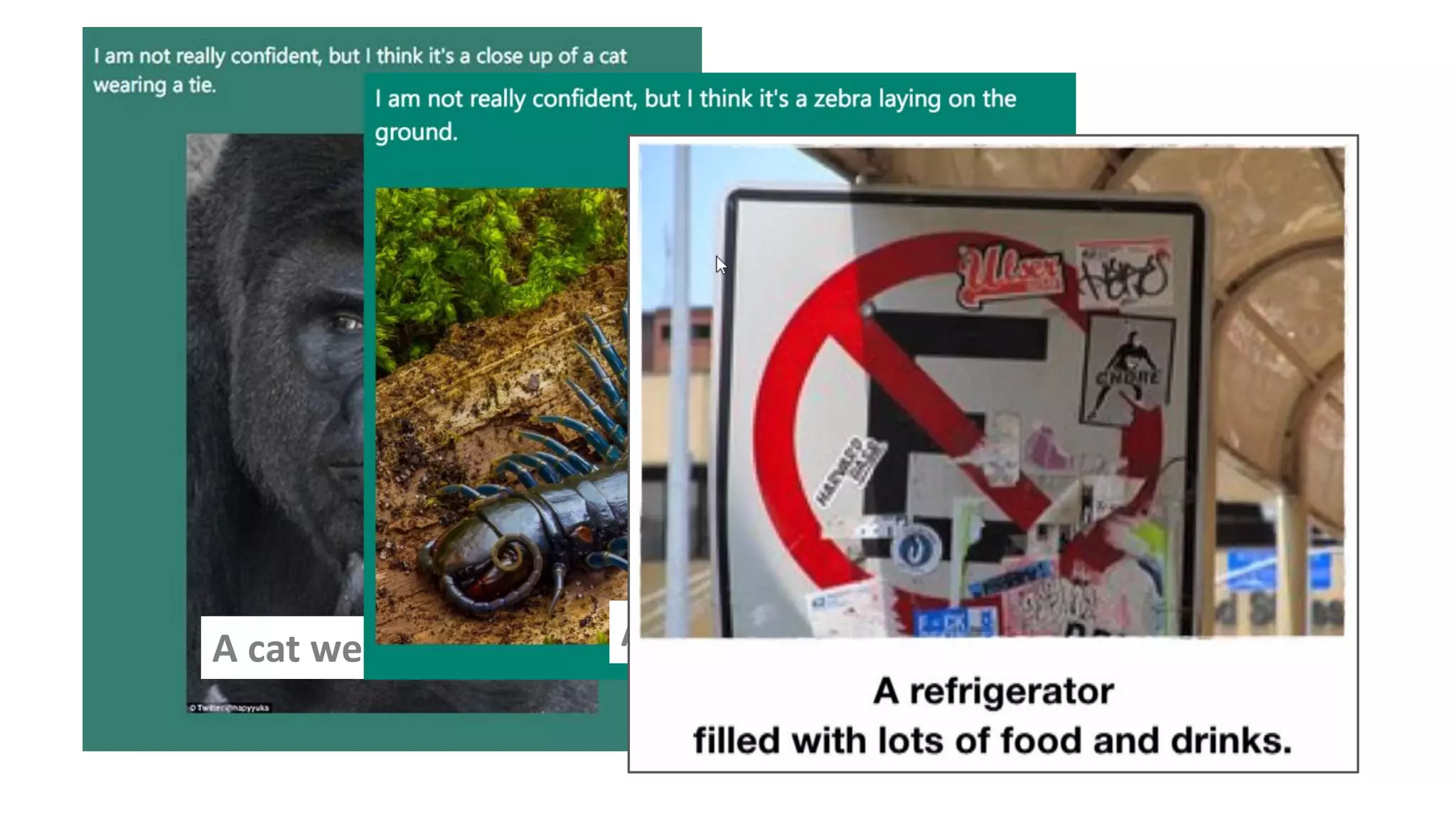 A cat wearing a tie? A zebra on the ground?
 