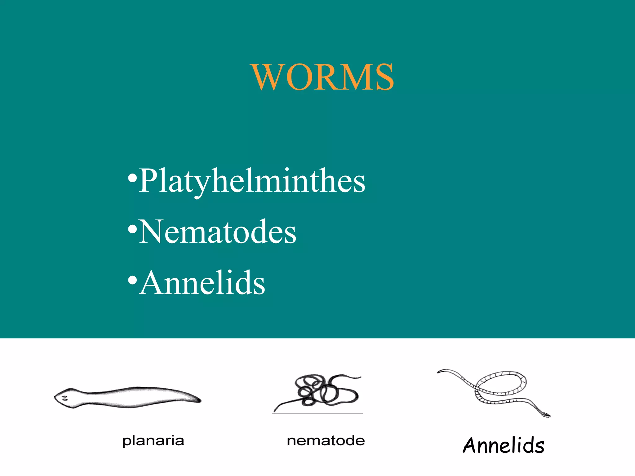 Worm Order 3 phylum platyhelminthes | PPS
