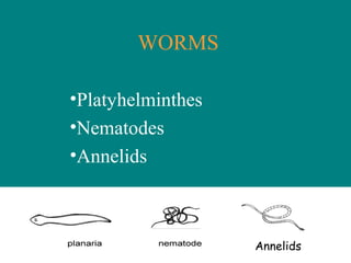 WORMS
•Platyhelminthes
•Nematodes
•Annelids
Annelids
 
