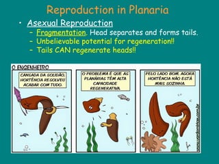 Reproduction in Planaria
• Asexual Reproduction
– Fragmentation. Head separates and forms tails.
– Unbelievable potential for regeneration!!
– Tails CAN regenerate heads!!
 