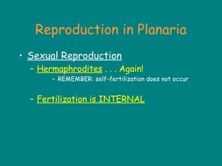 Reproduction in Planaria
• Sexual Reproduction
– Hermaphrodites . . . Again!
– REMEMBER: self-fertilization does not occur
– Fertilization is INTERNAL
 