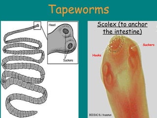 Tapeworms
Scolex (to anchor
the intestine)
Suckers
Hooks
 