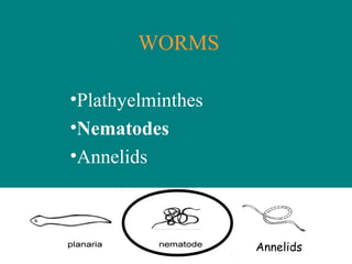 WORMS
•Plathyelminthes
•Nematodes
•Annelids
Annelids
 