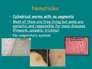 Nematodes
• Cylindrical worms with no segments
• Most of them are free-living but some are
parasitic and responsible for many diseases.
(Pinworm, anisakis, trichina)
• No respiratory system.
 
