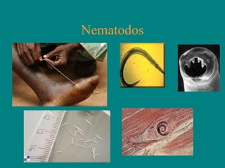 Nematodos
 