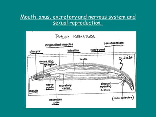 Mouth, anus, excretory and nervous system and
sexual reproduction.
 