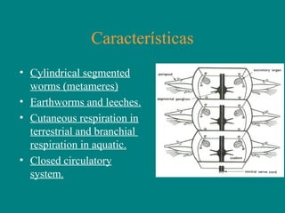 Características
• Cylindrical segmented
worms (metameres)
• Earthworms and leeches.
• Cutaneous respiration in
terrestrial and branchial
respiration in aquatic.
• Closed circulatory
system.
 