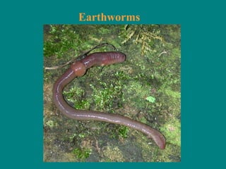 Earthworms
 