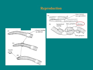 Reproduction
 