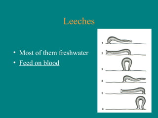 Leeches
• Most of them freshwater
• Feed on blood
 