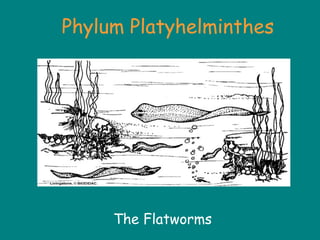 Phylum Platyhelminthes
The Flatworms
 