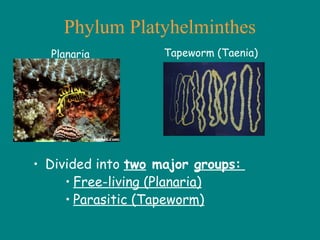 Phylum Platyhelminthes
• Divided into two major groups:
• Free-living (Planaria)
• Parasitic (Tapeworm)
Planaria Tapeworm (Taenia)
 