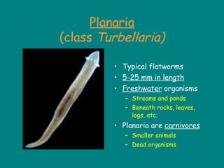 Planaria
(class Turbellaria)
• Typical flatworms
• 5-25 mm in length
• Freshwater organisms
– Streams and ponds
– Beneath rocks, leaves,
logs, etc.
• Planaria are carnivores
– Smaller animals
– Dead organisms
 