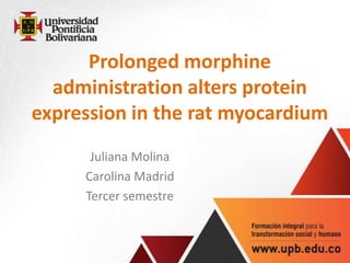 Prolonged morphine
  administration alters protein
expression in the rat myocardium
      Juliana Molina
     Carolina Madrid
     Tercer semestre
 