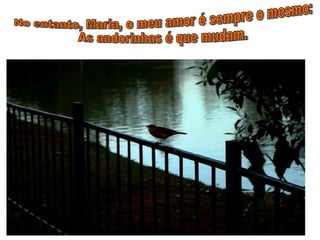 No entanto, Maria, o meu amor é sempre o mesmo: As andorinhas é que mudam. 