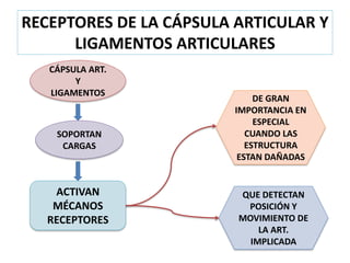 PROPIOCEPCIÓN. CONCEPTOS. | PDF | Physical Therapy | Wellness