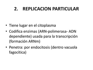 2. REPLICACION PARTICULAR
• Tiene lugar en el citoplasma
• Codifica enzimas (ARN-polimerasa- ADN
dependiente) usada para la transcripción
(formación ARNm)
• Penetra: por endocitosis (dentro vacuola
fagocítica)