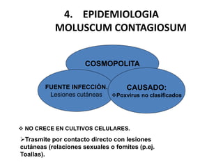 4. EPIDEMIOLOGIA
MOLUSCUM CONTAGIOSUM
COSMOPOLITA
FUENTE INFECCIÒN.
CAUSADO:
Lesiones cutáneas Poxvirus no clasificados
NO CRECE EN CULTIVOS CELULARES.
Trasmite por contacto directo con lesiones
cutáneas (relaciones sexuales o fomites (p.ej.
Toallas).