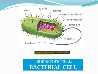 Prokaryotic Cells: Structure, Function, and De
finition (thoughtco.com)
PROKARYOTIC CELL:
BACTERIAL CELL
 