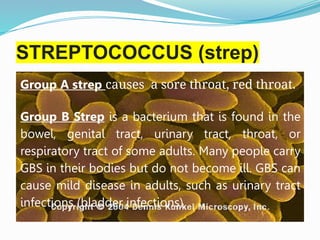 STREPTOCOCCUS (strep)
Group A strep causes a sore throat, red throat.
Group B Strep is a bacterium that is found in the
bowel, genital tract, urinary tract, throat, or
respiratory tract of some adults. Many people carry
GBS in their bodies but do not become ill. GBS can
cause mild disease in adults, such as urinary tract
infections (bladder infections)
 