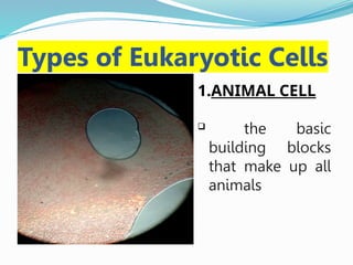 Types of Eukaryotic Cells
1.ANIMAL CELL
 the basic
building blocks
that make up all
animals
 
