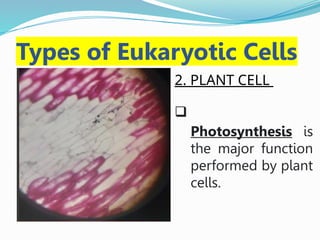 Types of Eukaryotic Cells
 2. 2. PLANT CELL

Photosynthesis is
the major function
performed by plant
cells.
 