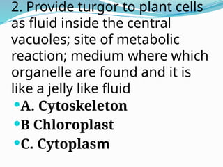 2. Provide turgor to plant cells
as fluid inside the central
vacuoles; site of metabolic
reaction; medium where which
organelle are found and it is
like a jelly like fluid
A. Cytoskeleton
B Chloroplast
C. Cytoplasm
 