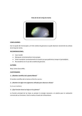 Vista de 4x de la hoja de menta 
CONCLUSIONES: 
Con la ayuda del microscopio y el tinte violeta de genciana se pudo observar claramente las células 
de la hoja de menta. 
RECOMENDACIONES: 
 Usar mandil. 
 Manipular correctamente el microscopio. 
 Evitar manipular constantemente la muestra ya que podríamos romper el portaobjeto. 
 No excederse en el uso de la violeta de genciana. 
AUTORÍA: 
Bioq. Carlos García MSc. 
CUESTIONARIO: 
1.- ¿Nombre científico de la planta Menta? 
El nombre científico de la menta es Mentha spicata. 
2.- ¿Nombre de algún otro pigmento utilizado para observar células? 
Es el azul metileno 
3.- ¿Qué función tiene las hojas en las plantas? 
La función principal de las hojas es proveer la energía necesaria a la planta para la realización 
correcta de sus funciones. Esto lo realiza a través de la fotosíntesis. 
