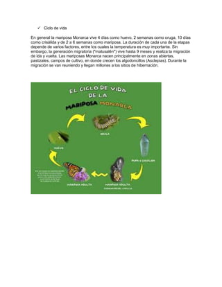  Ciclo de vida
En general la mariposa Monarca vive 4 días como huevo, 2 semanas como oruga, 10 días
como crisálida y de 2 a 6 semanas como mariposa. La duración de cada una de la etapas
depende de varios factores, entre los cuales la temperatura es muy importante. Sin
embargo, la generación migratoria ("matusalén") vive hasta 9 meses y realiza la migración
de ida y vuelta. Las mariposas Monarca nacen principalmente en zonas abiertas,
pastizales, campos de cultivo, en donde crecen los algodoncillos (Asclepias). Durante la
migración se van reuniendo y llegan millones a los sitios de hibernación.
 