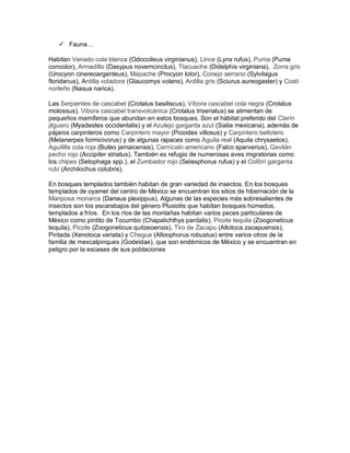  Fauna…
Habitan Venado cola blanca (Odocoileus virginianus), Lince (Lynx rufus), Puma (Puma
concolor), Armadillo (Dasypus novemcinctus), Tlacuache (Didelphis virginiana), Zorra gris
(Urocyon cinereoargenteus), Mapache (Procyon lotor), Conejo serrano (Sylvilagus
floridanus), Ardilla voladora (Glaucomys volans), Ardilla gris (Sciurus aureogaster) y Coatí
norteño (Nasua narica).
Las Serpientes de cascabel (Crotalus basiliscus), Víbora cascabel cola negra (Crotalus
molossus), Vibora cascabel transvolcánica (Crotalus triseriatus) se alimentan de
pequeños mamíferos que abundan en estos bosques. Son el hábitat preferido del Clarín
jilguero (Myadestes occidentalis) y el Azulejo garganta azul (Sialia mexicana), además de
pájaros carpinteros como Carpintero mayor (Picoides villosus) y Carpintero bellotero
(Melanerpes formicivorus) y de algunas rapaces como Águila real (Aquila chrysaetos),
Aguililla cola roja (Buteo jamaicensis), Cernícalo americano (Falco sparverius), Gavilán
pecho rojo (Accipiter striatus). También es refugio de numerosas aves migratorias como
los chipes (Setophaga spp.), el Zumbador rojo (Selasphorus rufus) y el Colibrí garganta
rubí (Archilochus colubris).
En bosques templados también habitan de gran variedad de insectos. En los bosques
templados de oyamel del centro de México se encuentran los sitios de hibernación de la
Mariposa monarca (Danaus plexippus). Algunas de las especies más sobresalientes de
insectos son los escarabajos del género Plusiotis que habitan bosques húmedos,
templados a fríos. En los ríos de las montañas habitan varios peces particulares de
México como pintito de Tocumbo (Chapalichthys pardalis), Picote tequila (Zoogoneticus
tequila), Picote (Zoogoneticus quitzeoensis), Tiro de Zacapu (Allotoca zacapuensis),
Pintada (Xenotoca variata) y Chegua (Alloophorus robustus) entre varios otros de la
familia de mexcalpinques (Godeidae), que son endémicos de México y se encuentran en
peligro por la escases de sus poblaciones
 