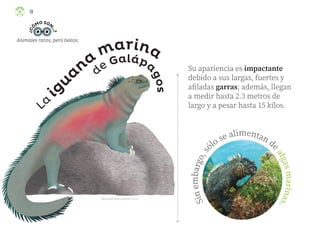 María José Salas González, jalisco
Animales raros, pero bellos:
Su apariencia es impactante
debido a sus largas, fuertes y
afiladas garras; además, llegan
a medir hasta 2.3 metros de
largo y a pesar hasta 15 kilos.
de Galápa
g
o
s
La
ig
u
a
na
marina
S
i
n
e
m
b
a
r
g
o
,
s
ólo se alimentan d
e
a
l
g
a
s
m
a
r
i
n
a
s
.
18
¿
C
Ó
MOSON
.
.
.
?
ML_3º_Preescolar.indb 18
ML_3º_Preescolar.indb 18 07/06/24 15:51
07/06/24 15:51
 