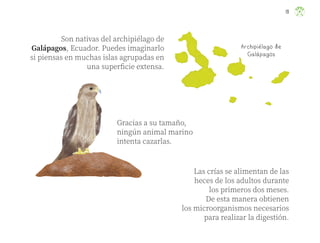 Son nativas del archipiélago de
Galápagos, Ecuador. Puedes imaginarlo
si piensas en muchas islas agrupadas en
una superficie extensa.
Gracias a su tamaño,
ningún animal marino
intenta cazarlas.
Las crías se alimentan de las
heces de los adultos durante
los primeros dos meses.
De esta manera obtienen
los microorganismos necesarios
para realizar la digestión.
Archipiélago de
Galápagos
19
ML_3º_Preescolar.indb 19
ML_3º_Preescolar.indb 19 07/06/24 15:51
07/06/24 15:51
 