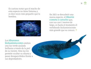 Es curioso notar que el macho de
esta especie no tiene linterna y
es diez veces más pequeño que la
hembra.
Los tiburones
bioluminiscentes emiten
una luz verde azulada
brillante a través de la piel
de su vientre. Esta luz les
permite ocultar su silueta y
pasar desapercibidos frente a
sus depredadores.
En 2021 se descubrió una
nueva especie, el tiburón
cometa o carocho que,
con sus casi 2 metros de
largo, es hasta el momento el
vertebrado bioluminiscente
más grande que se conoce.
53
ML_3º_Preescolar.indb 53
ML_3º_Preescolar.indb 53 07/06/24 15:53
07/06/24 15:53
 